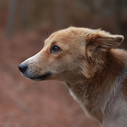 Pet Portrait Enhancement after