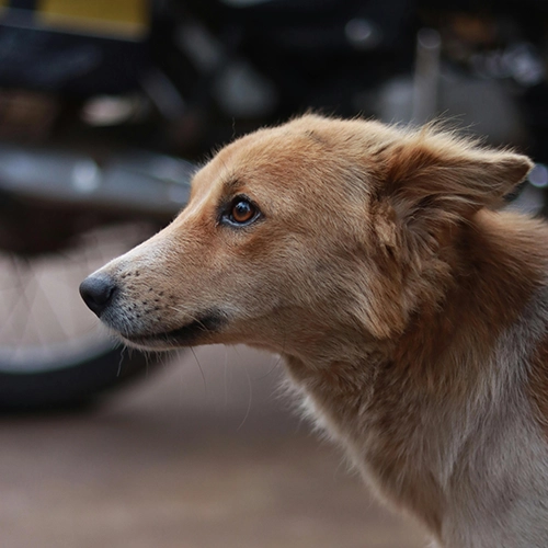 Pet Portrait Enhancement before
