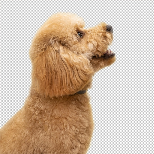 Background Replacement & Cleaning after