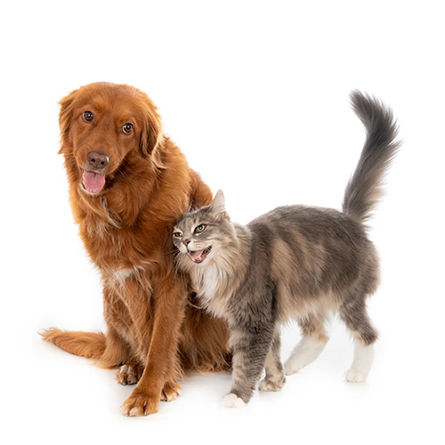 Creative Pet Edits after
