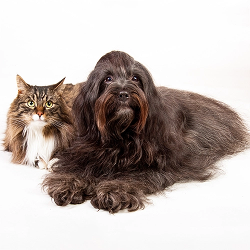 Pet Memory Restoration after