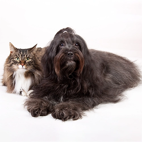 Pet Memory Restoration before